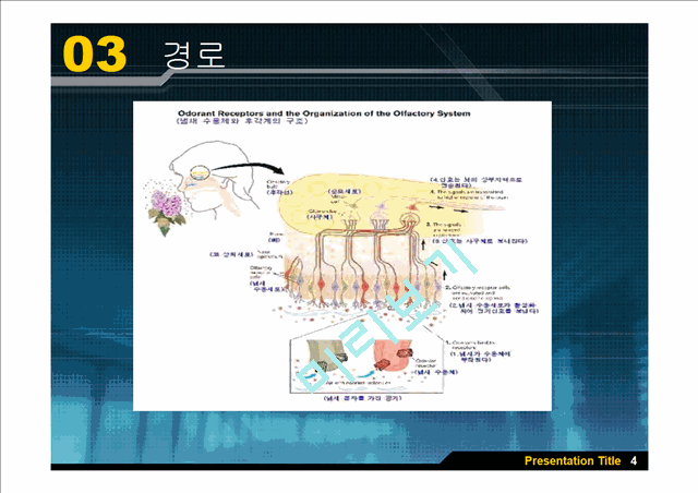 [의학][뇌신경] 후신경[Olfactory Nerve]에 관해   (6 )